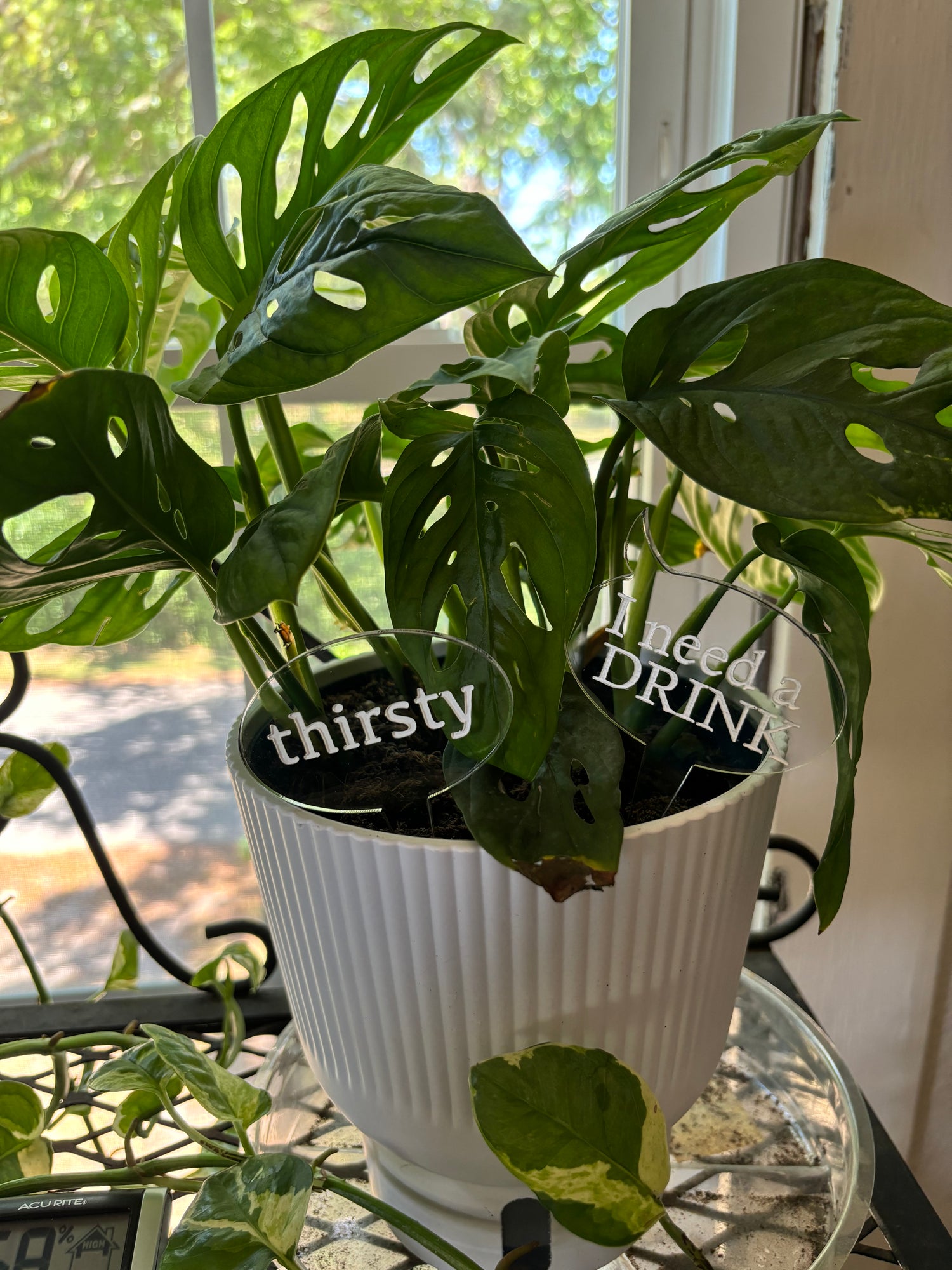 house plant stakes Plant Stakes – Creations x Court